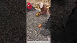 Dried sunflower seeds are threshed by tapping [upl. by Hayikaz]