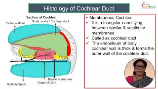 Histology of Cochlea [upl. by Avi]