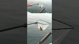 Catching whitefish on Flathead Lake bluecreekoutdoors fishing fish outdoors montana lake [upl. by Airetal]