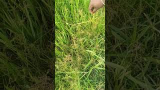 Paddy Weeds Kudamatta  Fimbristylis miliacea agriculture weeds [upl. by Gelya]