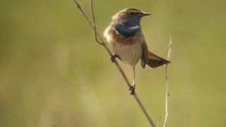 bluethroat  blauwborst [upl. by Ponton]