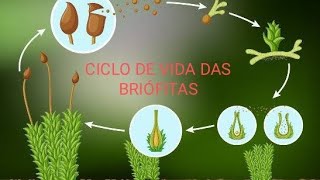 CICLO DE VIDA DAS BRIÓFITAS [upl. by Marilin]