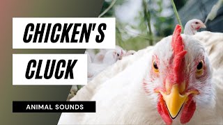 Chickens Cluck  chicken sounds  learn clucking sound effects of chickens and hens [upl. by Polak990]