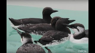 Dispersed oil and feather structure in murres JWDV02 [upl. by Debo355]