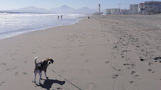 La Serena  Playa La Serena  Viajes Pet Friendly [upl. by Michaella]