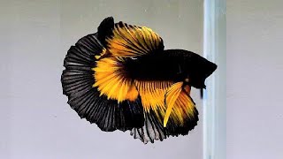 10 Most Beautiful Betta Fish in the World [upl. by Latona]