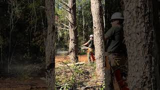 Felling the big pine ending in a dust cloud Stihl 462 chainsaw tree cedarvalleyoutdoors [upl. by Nylaj867]