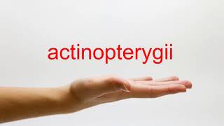 How to Pronounce actinopterygii  American English [upl. by Iahk]