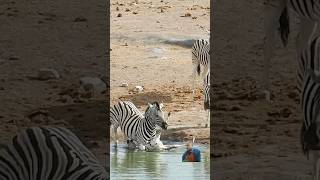 Zebra 🦓 vs zebra baby 😬 krugersightings wildlife kruger safari krugernationalpark zebra [upl. by Haseefan]