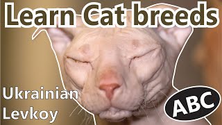 Alphabet Cat breeds ABC Cats for Kids  Learn Cat breeds  Most famous Cat breeds from A  Z [upl. by Anivas]