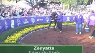 Zenyatta in the paddock before the 2009 Breeders Cup Classic [upl. by Quirita695]