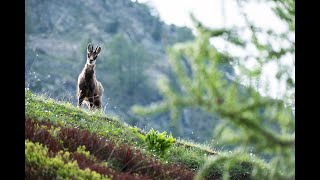 5 curiosità sul camoscio [upl. by Aineles818]