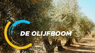 De Verkenners 72 De olijfboom [upl. by Edmanda]