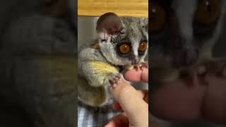 Senegal bushbaby Mohol bushbaby Galago Greater galago [upl. by Leumas]