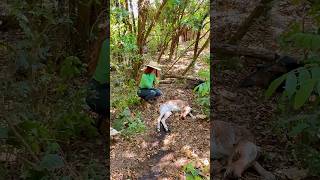 Bezerrinho nasceu sem vida e a vaca se recuperou graças a Deus Vlog rural sitio pecuaria lida [upl. by Reba]