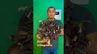 Cuidados para tu trébol mariposa o Oxalis triangularis plantas plantasbonitas jardin flores [upl. by Irabaj298]