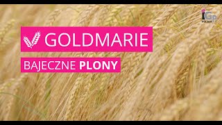 🌱 Jęczmień ozimy GOLDMARIE [upl. by Alroy]