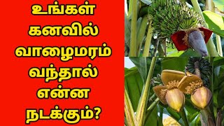 vazhai maram kanavil vanthal enna palan வாழைமரம் கனவில் வந்தால் என்ன பலன் [upl. by Niamor]