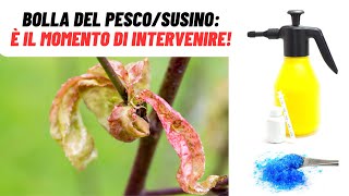 È il momento giusto per COMBATTERE la BOLLA DEL SUSINO  WampA Gardens orto e giardino [upl. by Eimmaj]