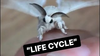 Life Cycle of Domestic Silk Moths Bombyx mori [upl. by Ramed]