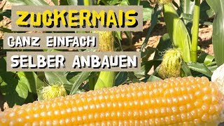 So gelingt jedem Zuckermais und Popcornmais im Garten [upl. by Nahsaj]