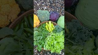 Harvest With Me vegetablegarden gardenharvest [upl. by Dulla113]