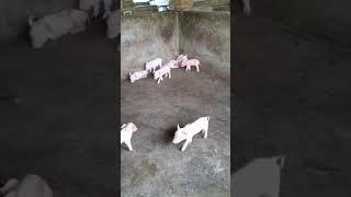 Pigs animals are eating feed in farm show pig pigeon piggy Pigs pigment PigsOfInstagram funny [upl. by Warram95]