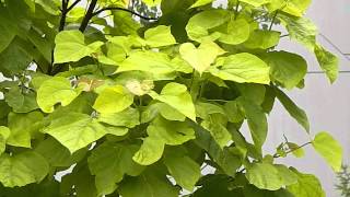 Catalpa bignonioides Aurea [upl. by Ahsilet]