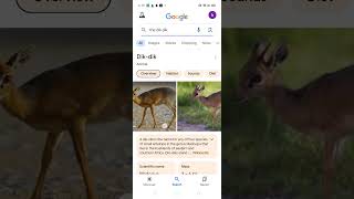 WGY IS THE ANIMAL NAMED DIKDIK [upl. by Rednas]