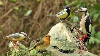 Bird Sounds Spectacular  8 HOURS of Beautiful British Birds [upl. by Annot]