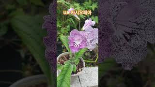 ua카시오페아 스트렙토카르푸스 streptocarpus plants flowers garden [upl. by Eenad]