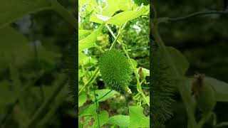 कंटोला की खेतीKantola Ki Kheti Spiny GourdFarm Visitकृपया इस चैनल को सब्सक्राइब करें shorts [upl. by Anum]