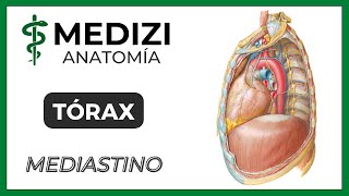 Anatomía del Tórax  Mediastino [upl. by Yliab]