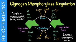 Glycogen Phosphorylase Regulation  Biochemistry [upl. by Persas]