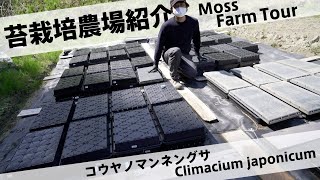 コウヤノマンネングサの栽培農場紹介Climacium japonicum [upl. by Enirac16]