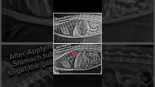 Gastric Dilatation  من مشاكل الأمعاء في القطط [upl. by Ykcim910]