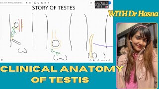 The story of TESTIS with CLINICALS  made EASY to undersrand with fun concept with Dr Hasna [upl. by Hirza]