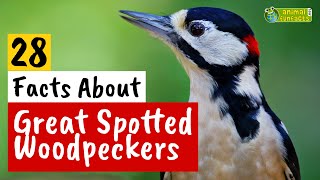 28 Facts About Great Spotted Woodpeckers  Learn All About  Animals for Kids  Educational Video [upl. by Marius]