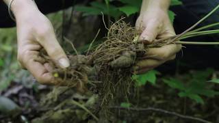 Sustainable Harvest of Goldenseal [upl. by Retsevel]