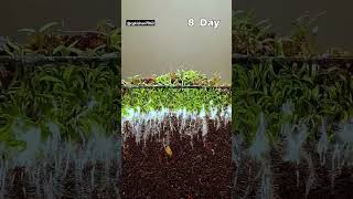 seedsgerminationsong viralvideofarming [upl. by Matthew]