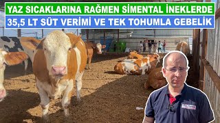 Yaz Sıcaklarına Rağmen Simental İneklerde 355 LT Süt Verimi ve Tek Tohumla Gebelik [upl. by Fagan]