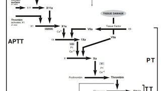 Hematology Understanding Secondary Hemostasis and Coagulation Cascade [upl. by Lenad373]