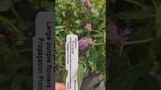 Agastache HumingbirdMint Perennial HerbTea PurpleFlowers BeeLove Rauthơm uốngtrà [upl. by Kirshbaum904]