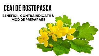 Ceai de Rostopasca Beneficii Contraindicatii si Mod de Preparare [upl. by Clayberg]