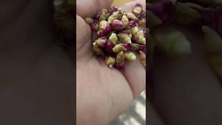 moss rose care tips radheykrishnagarden nature plants 🌿🌹 [upl. by Klos456]