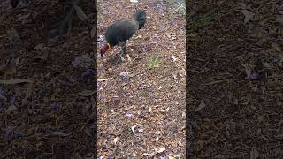 Brushturkey  Alectura lathami  Nogal brunatny nature birds vlog [upl. by Gunas]