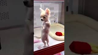 Funniest amp Silliest Dog Moments Compilation 🐾 Part 3 💕 cute dogs puppy funny pets [upl. by Kcirdahc]