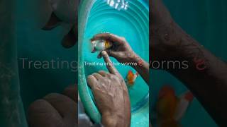 🤩How to TREAT anchor WORM 🪱disease  KEEP FISH ALIVE  treatment fish [upl. by Enilorac701]