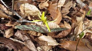 Erythronium video [upl. by Mayworm]