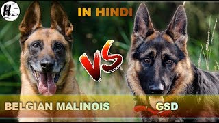 German Shepherd VS Belgian Malinois  Hindi  COMPARISON  DOG VS DOG  HINGLISH FACTS [upl. by Ardussi19]